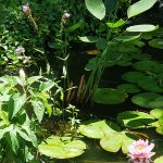 lily garden